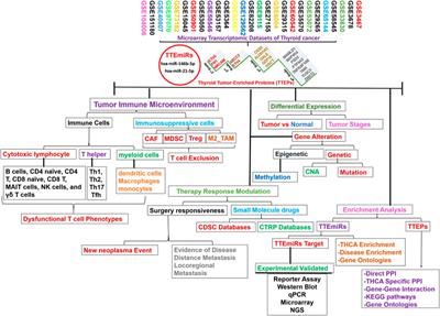 Large-scale transcriptomic analysis of coding and non-coding pathological biomarkers, associated with the tumor immune microenvironment of thyroid cancer and potential target therapy exploration